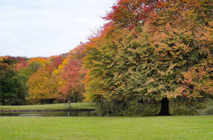 parka, lišće, stabla, jesen, jesen, šarene, priroda