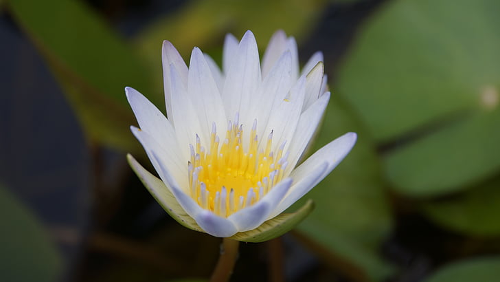 Lotus, naturen, blommor, vit, vit lotus, färsk, Lotus lake