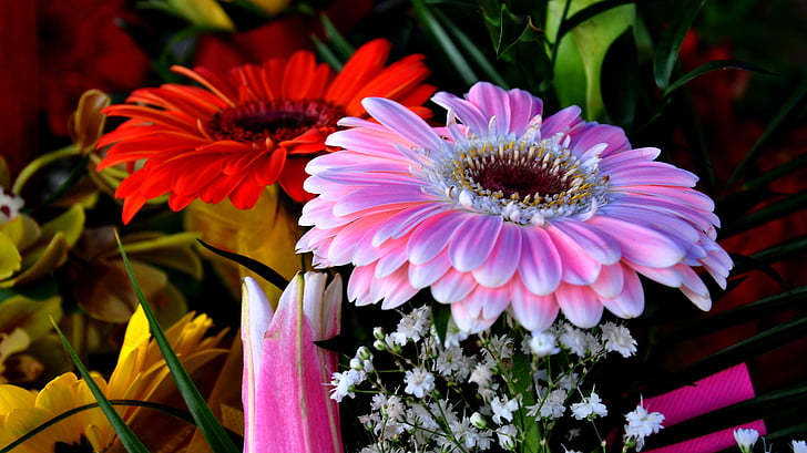 Gerbera, kytice, rezané kvety, farebné kytice
