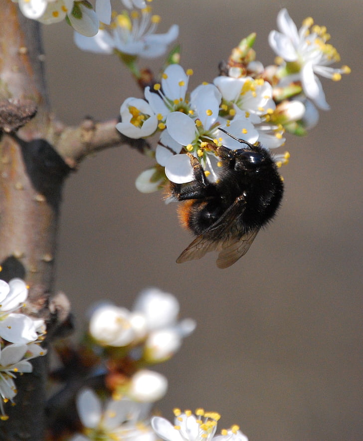 yaban arısı, çiçek, polen, yaban eriği, Tatlım, bir hayvan, böcek
