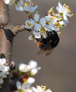 WASP, květ, pyl, trnky, Honey, jedno zvíře, hmyz