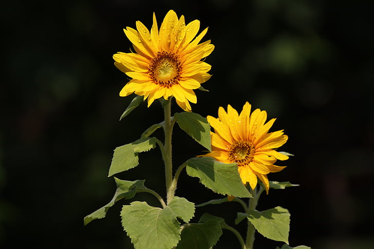 sunflower, flower, summer, yellow, plants