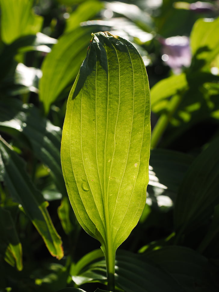 Leaf, Zelená, pesto, rastlín, plantajny Lilie, Back light, priesvitné