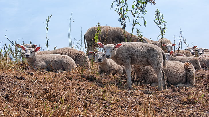 овець, ягнят, молоді, тварин, Пасовище, відкритий життя, Нідерланди