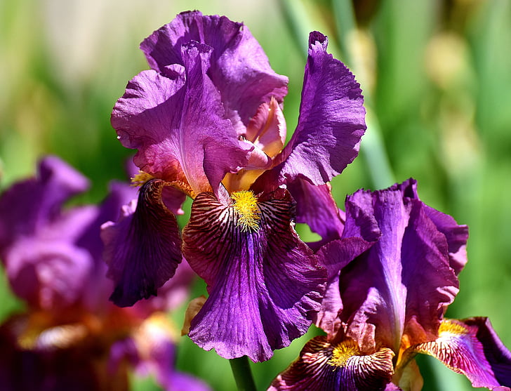 Iris, květ, léto, Žluté rostliny, zahrada, Příroda