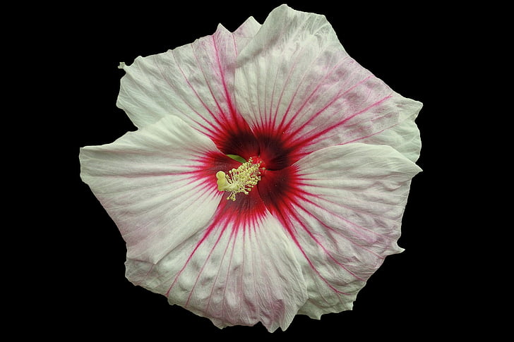 giant hibiscus, hibiscus, blossom, bloom, multi coloured, white, red
