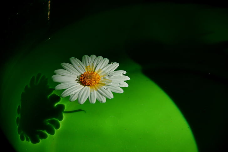 blomst, Margaret, grønn, på vann, dupp, natur, tusenfryd