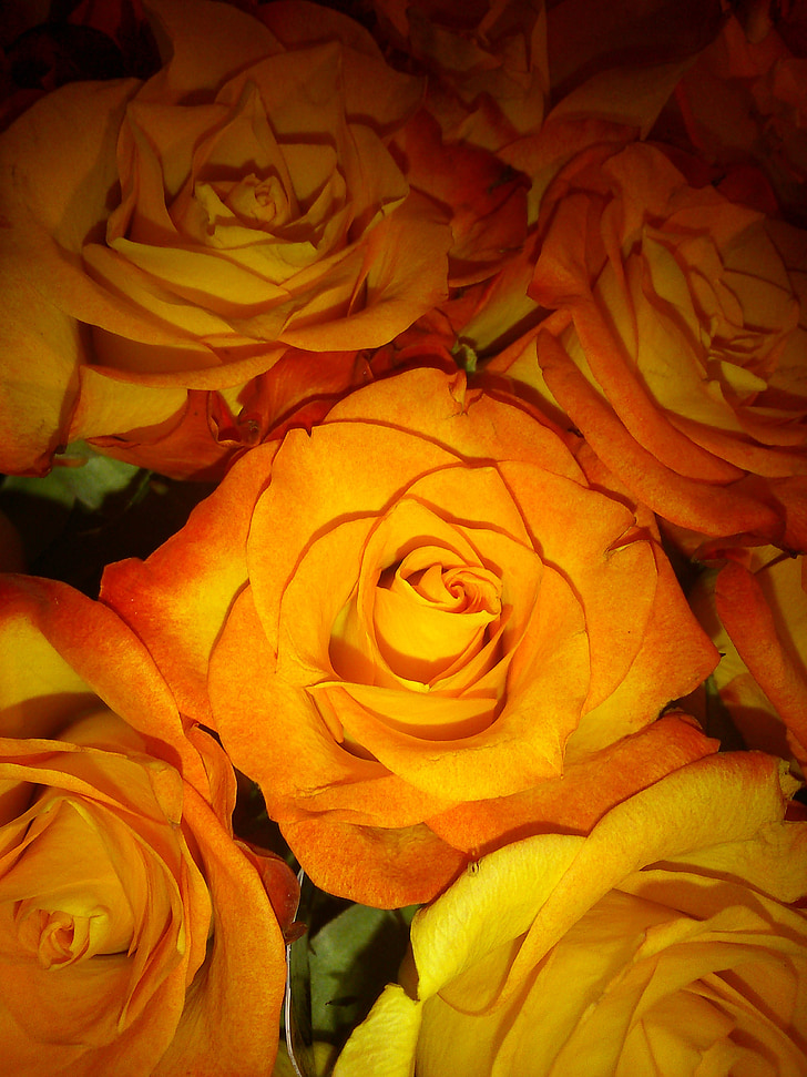 τριαντάφυλλα, μπουκέτο, πορτοκαλί