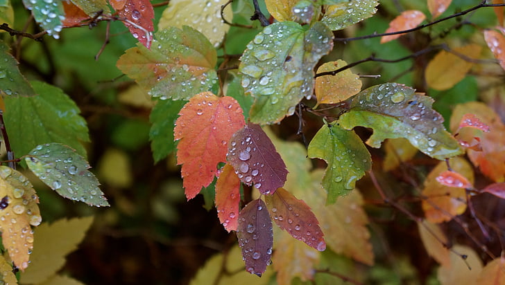Outono, cores de outono, folhagem colorida, misto, uma gota de água