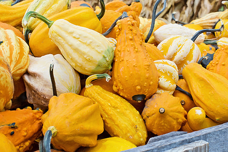 gourds, squash, autumn, fall, orange, organic, fresh