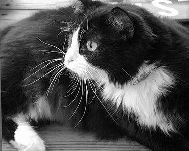 tuxedo cat, feline, looking, cute, reclining, domestic, curious