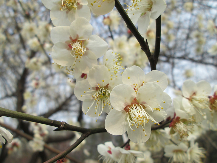 plommon trädgården, Castle peak park, Plum blossom, vit