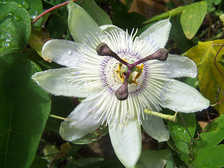 Passiflora, blå krone, Creeper, hybrid