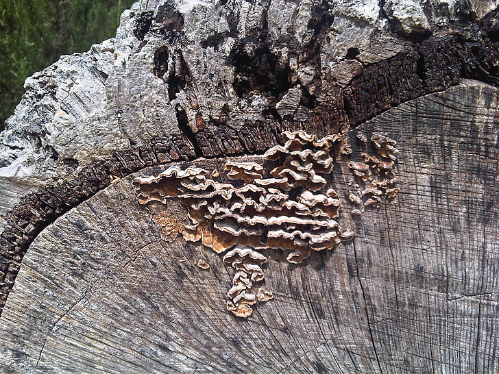 hongos de árbol, marrón, naturaleza, tronco, madera - material, árbol, fondos