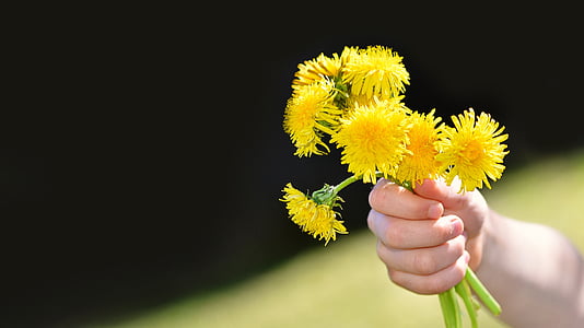 dandelion, flowers, wildflowers, yellow, bouquet, child's hand, hand
