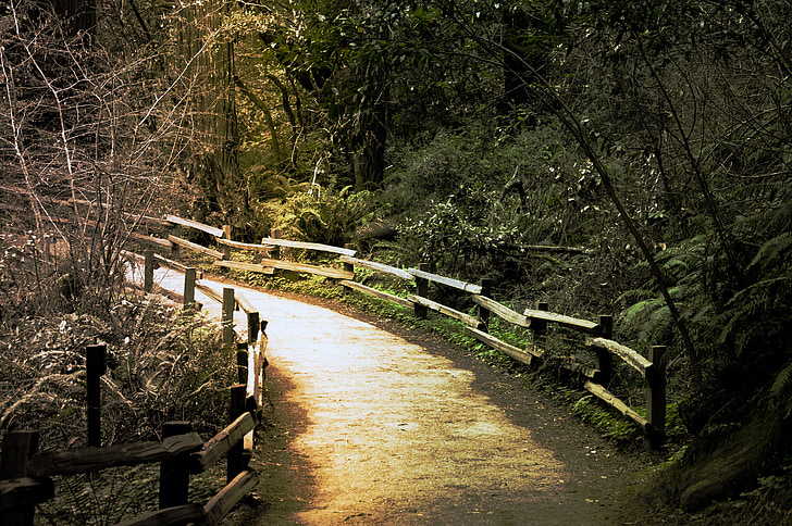berjalan, jalan, alam, di luar rumah, Muir woods, california Utara, hutan