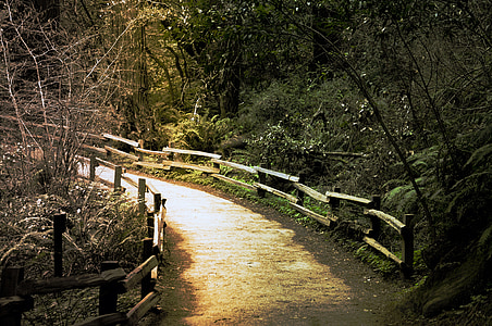 kõndimine, tee, loodus, Õues, Muir woods, Põhja-california, metsa
