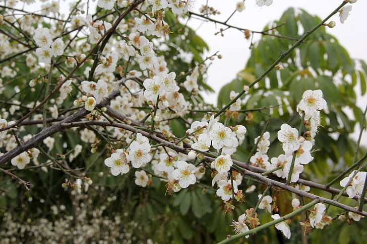 pære, Luogang Holstebro, hav af blomster, træ, blomster, hvid, forår
