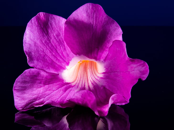 blossom, bloom, flower, purple pink, close, nature, petal