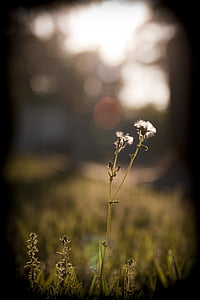 dandelion, grass, sunset, sunshine, light, twilight, s