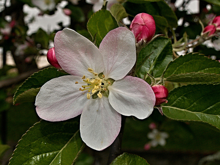 árbol de manzana, flor, vernal, Bud, hoja de, macro