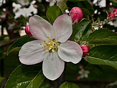 Яблуня, квітка, Весняна, Брунька, лист, макрос