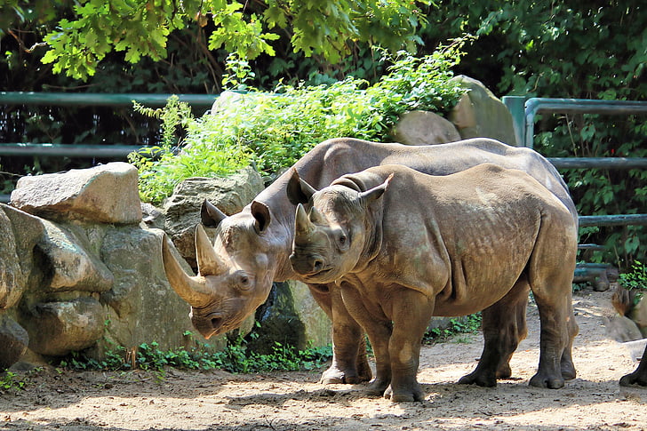 Rhino, paquidermo, gran juego, animal salvaje, Cuerno de, Parque zoológico, recinto