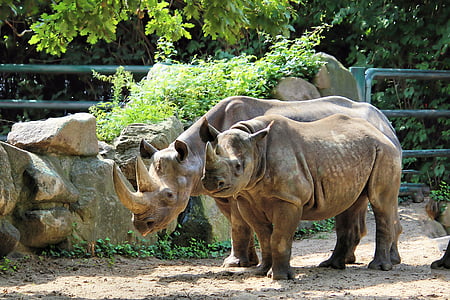 rhino, pachyderm, big game, wild animal, horn, zoo, enclosure