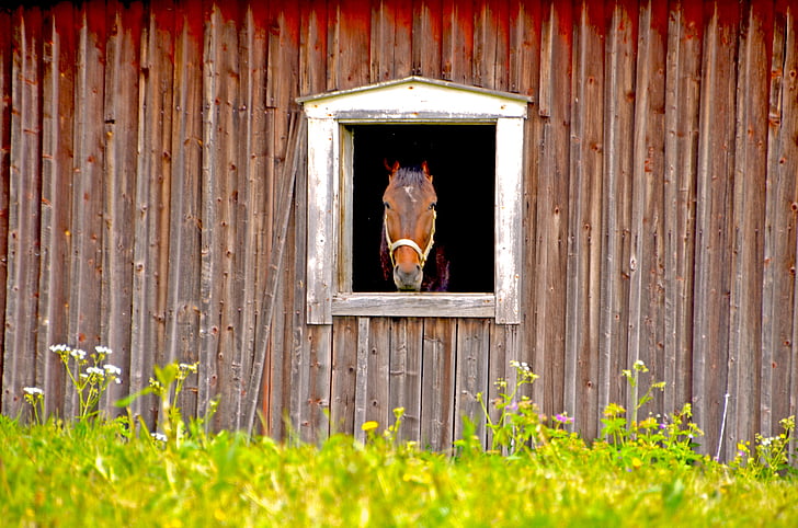 horse, barn, stall, summer, animals, animal world, horses