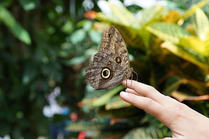 пеперуда, природата, насекоми, крило, ръка, пеперуда - насекоми, животните