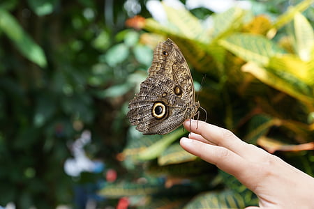 Schmetterling, Natur, Insekt, Flügel, Hand, Schmetterling - Insekt, Tier