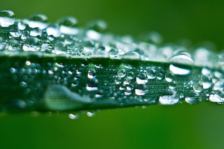 grass, macro, morning, morning dew