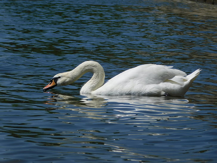 Swan, Wiesbaden, Biebrich, Rhinen