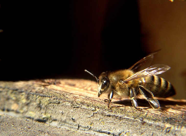 Bite, Pavasaris, nektārs, kukainis, daba, apputeksnēšana, tuvplāns