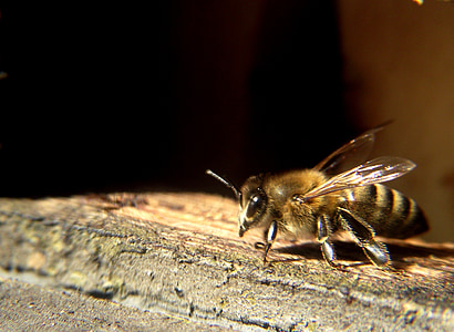 lebah, musim semi, nektar, serangga, alam, penyerbukan, Close-up