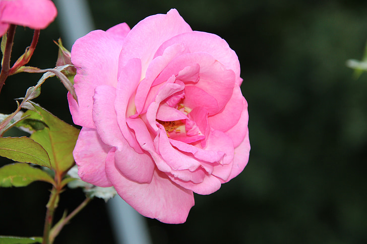 Irina, Rose, giardino di Rose, estate, fiori, fiori di estate, natura