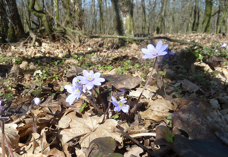 forest, spring, forest flower, nature, ground, blue, flower