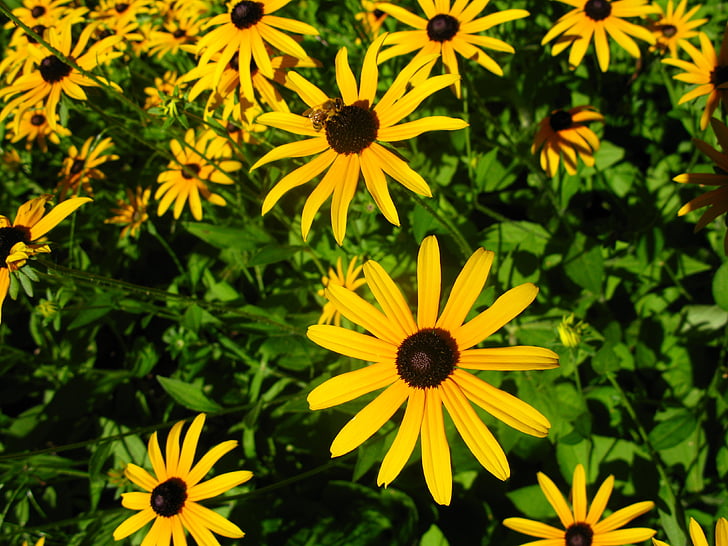 prästkragar, blomma, gul, Daisy, sommar, trädgård, Flora