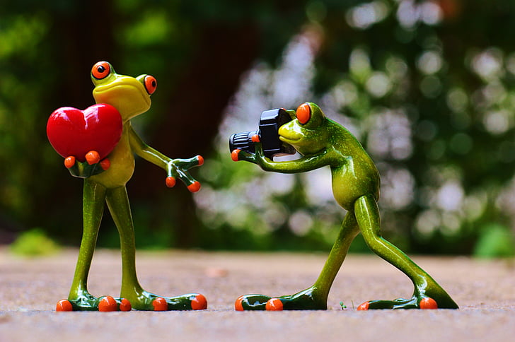frogs, love, valentine's day, pose, photographer, photograph, camera