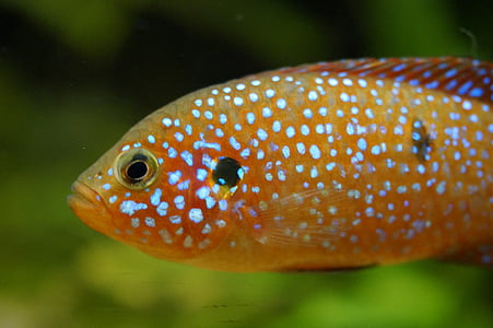 ribe, oranžna, fluorescenčne, točk, opazila, upokojeni, vode