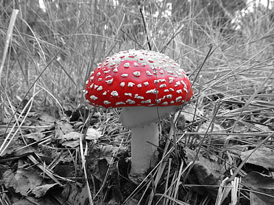 fungo, Amanita, foresta, rosso, velenoso