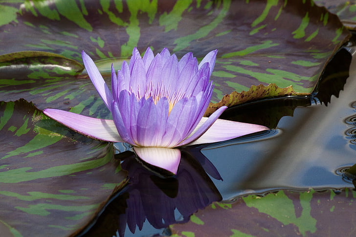 water lily, nymphaea, leopardess, lake rose, aquatic plants, petals, light blue