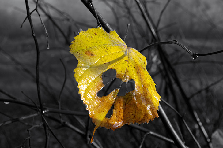 jesen, list, žuta, priroda, drvo, mrtva lista, lišće