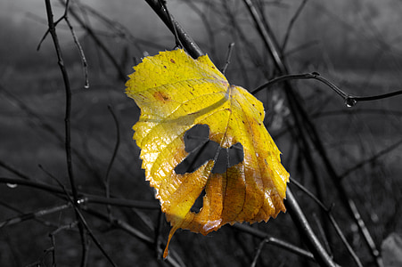 Осень, лист, желтый, Природа, дерево, мертвые лист, листья