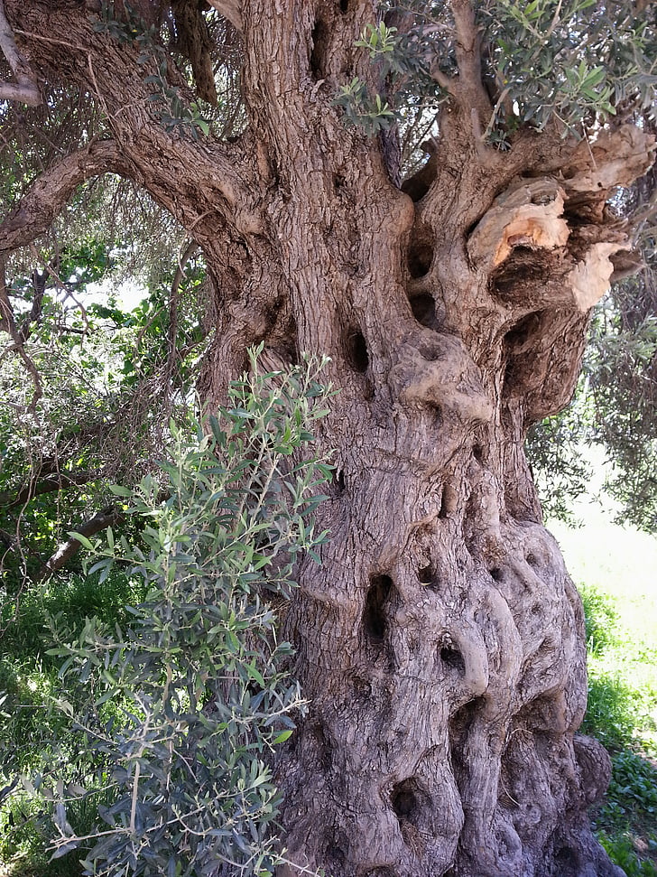 oliveiras antigas, casca, árvore, tribo, Grécia, grão