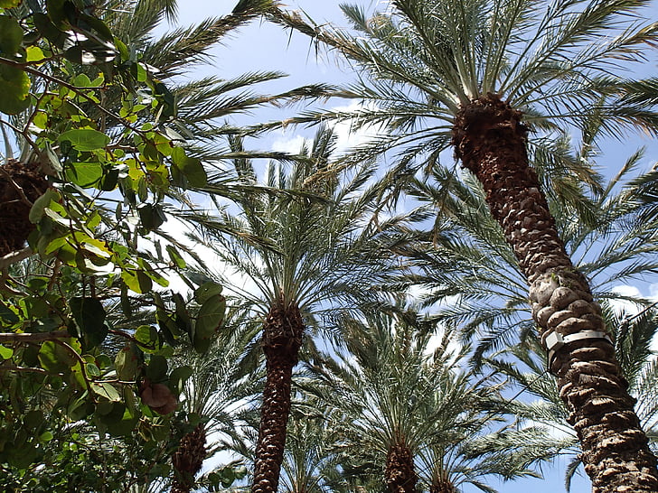 palmiye ağaçları, dalları, Karayipler