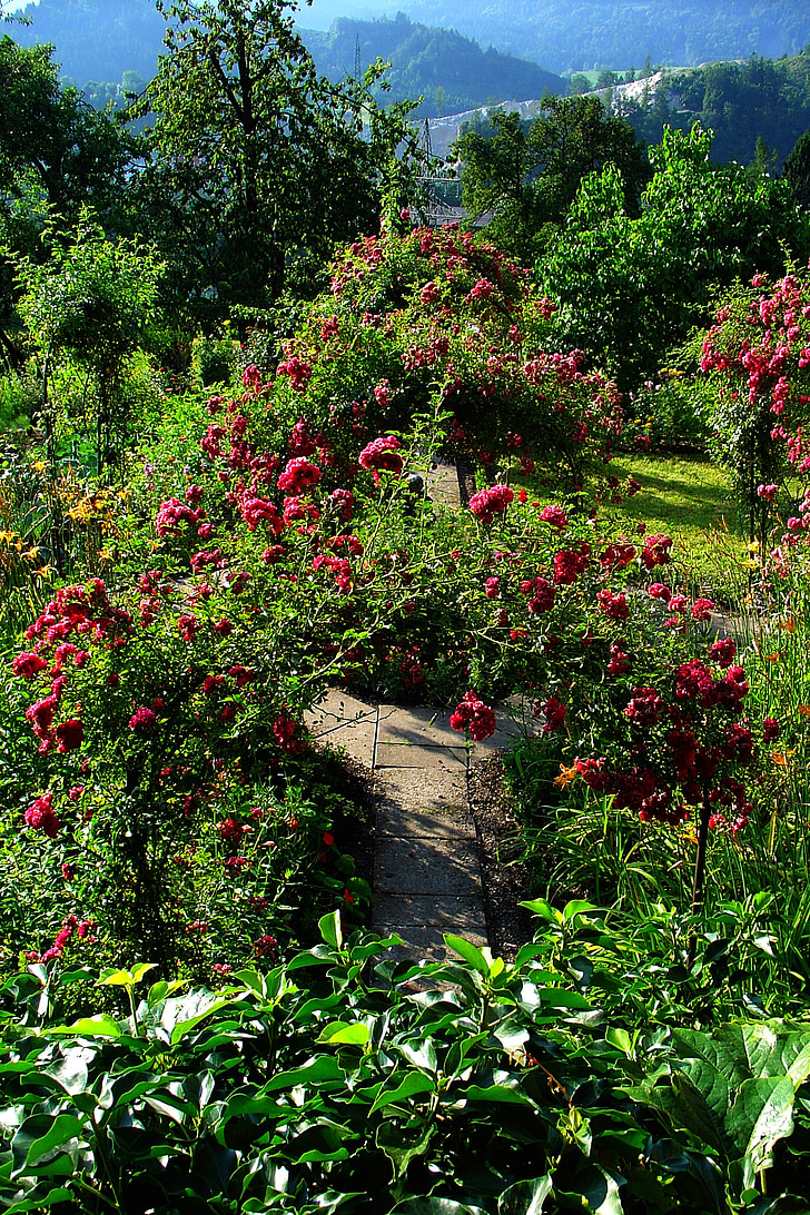 trädgård, sommar, Arch
