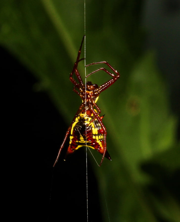 laba-laba, Web, warna-warni, makro, arakhnida air, laba-laba-web, kuning