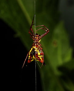 edderkop, Web, farverige, makro, arachnid, edderkoppespind, gul