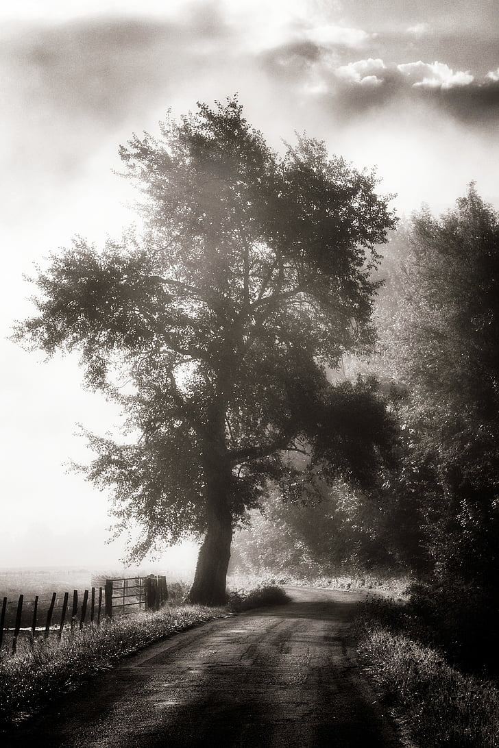 black-and-white, dirt road, fog, landscape, mist, outdoors, road